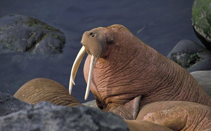 Walrus Facts For Kids | Large Tusks Mammal