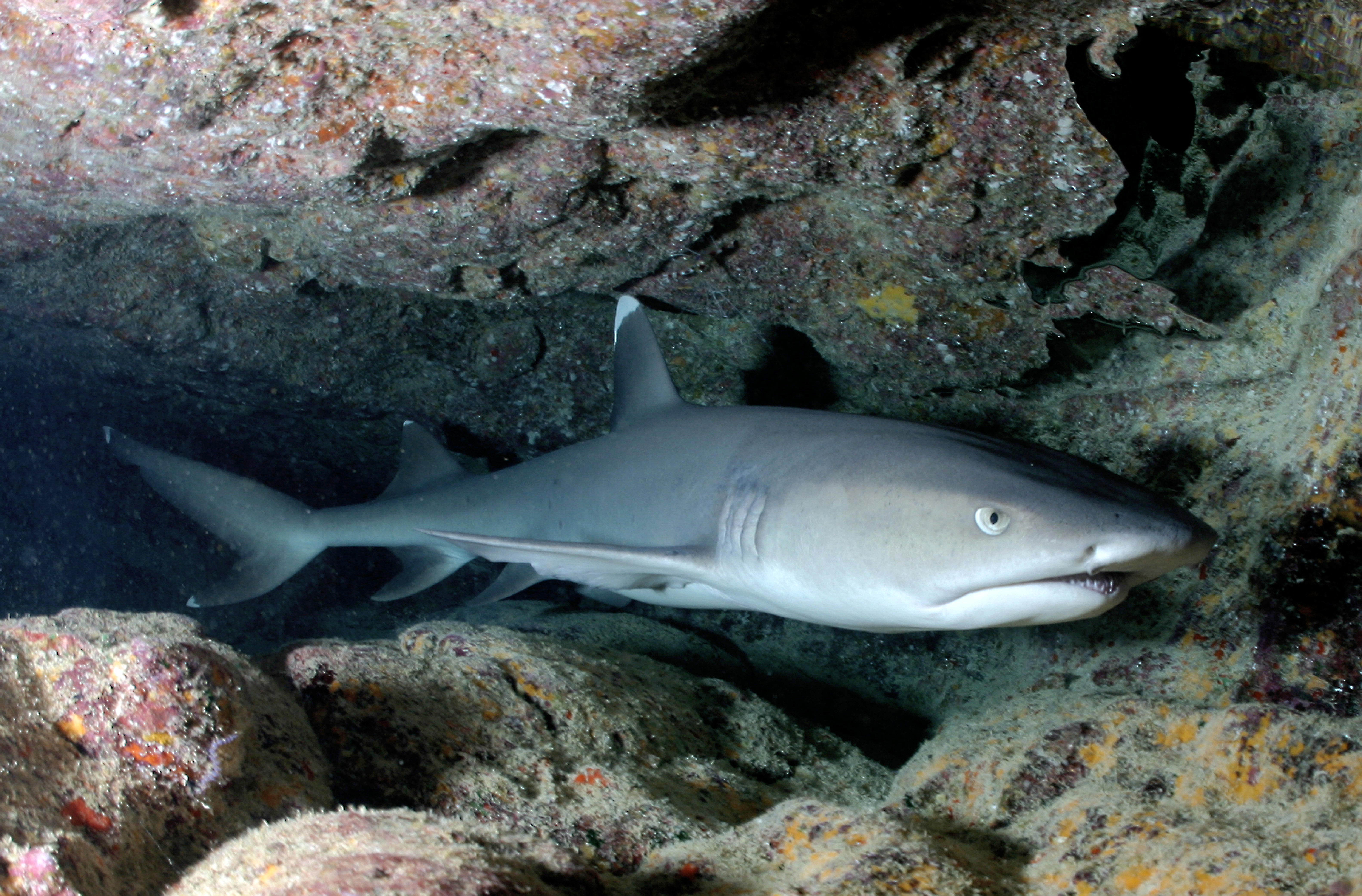 Shark resting in cave - Do Sharks Sleep