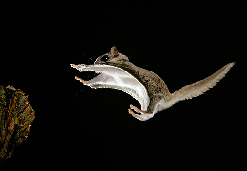 flying squirrel facts