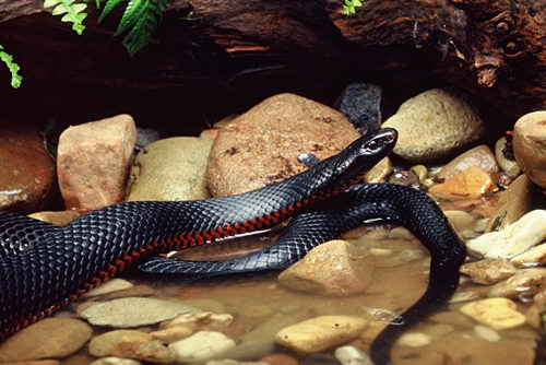 fiktiv i gang kam Red Belly Black Snake Facts | The Australian Snake