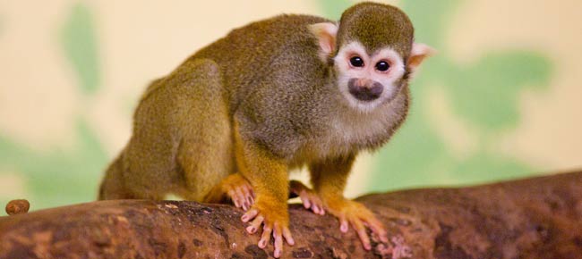 Squirrel Monkey Facts | A Flying Monkey