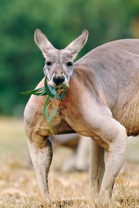 Kangaroo Facts For Kids | Kangaroo Habitat | Kangaroo Diet