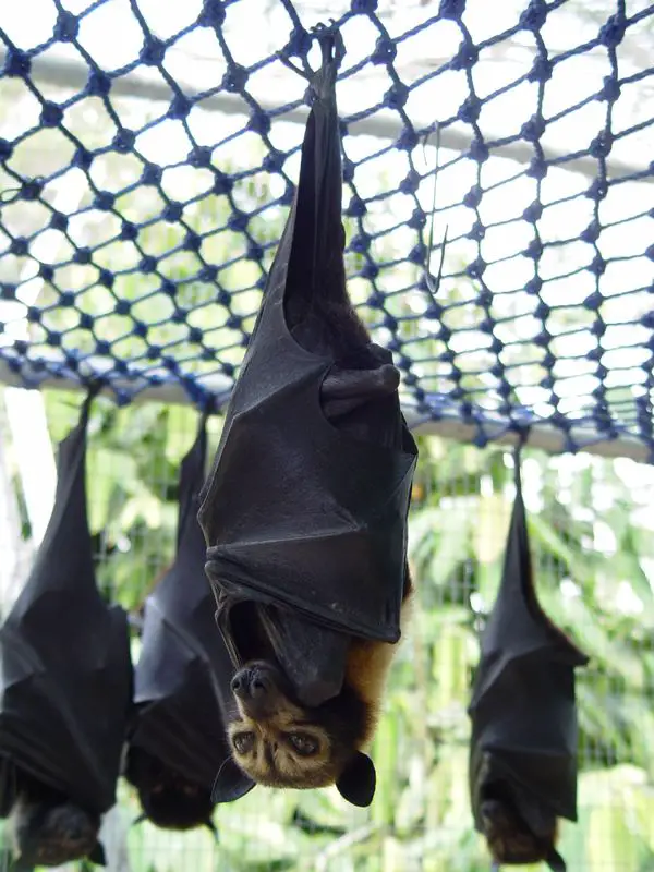 Flying Fox Bat Facts | Largest Bats Species