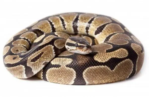 Ball Python Facts | The Smallest Python