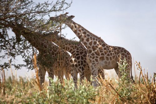 Giraffe Facts For Kids | Giraffe Habitat & Diet