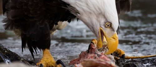 What Do Bald Eagles Eat Bald Eagles Diet 3273