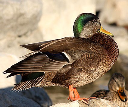 Mallard Duck Facts | Anatomy, Diet, Habitat, Behavior