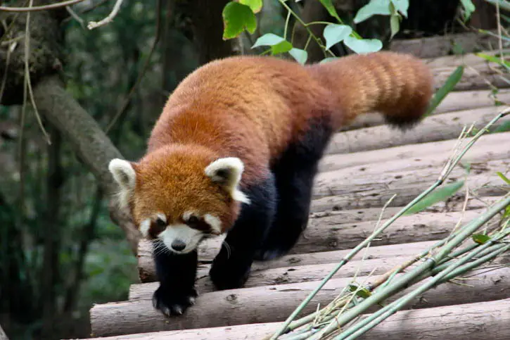 Why are Red Pandas Endangered? | Endangered Red Pandas