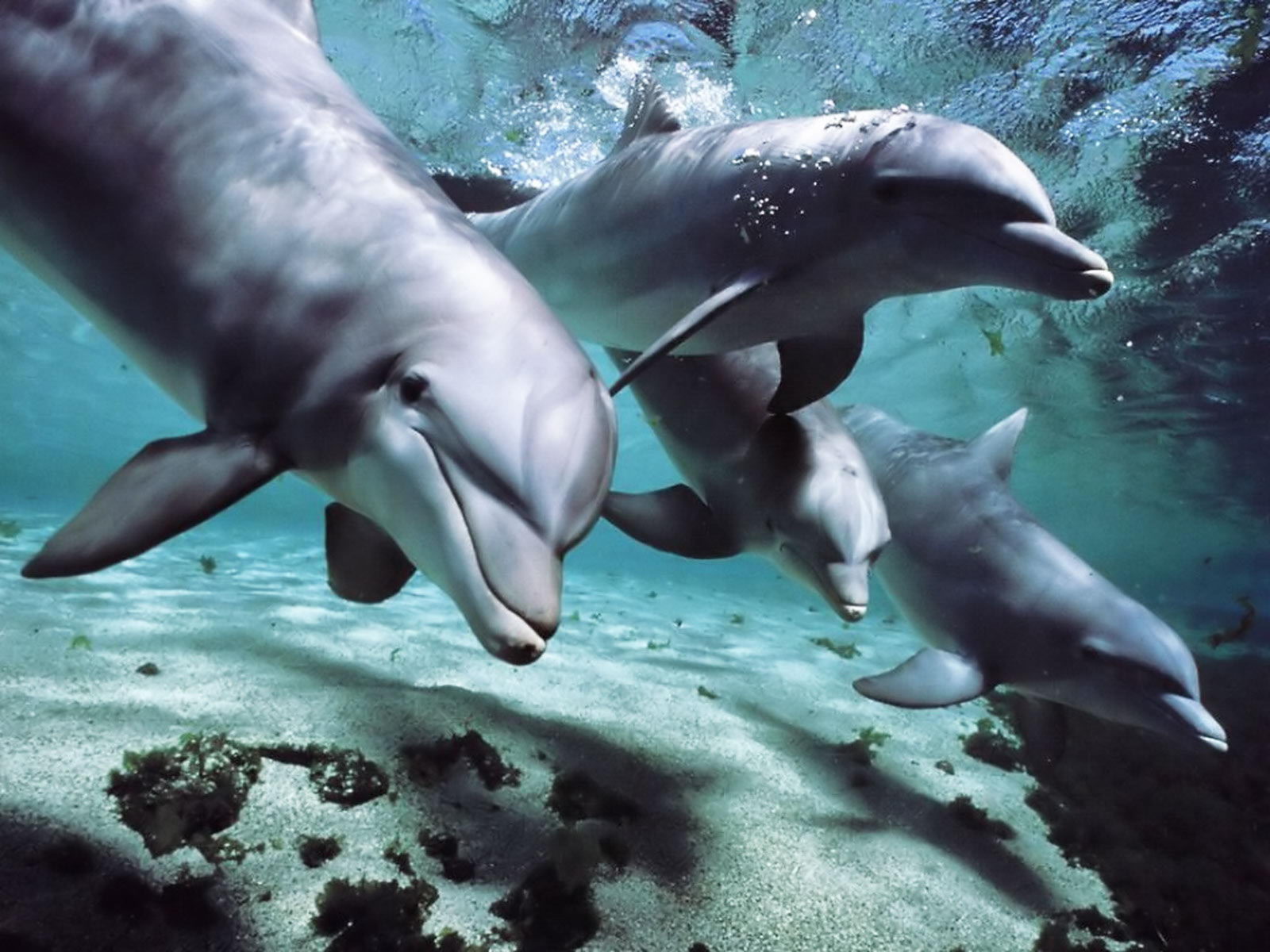 How Do Dolphins Communicate | Dolphin Communication