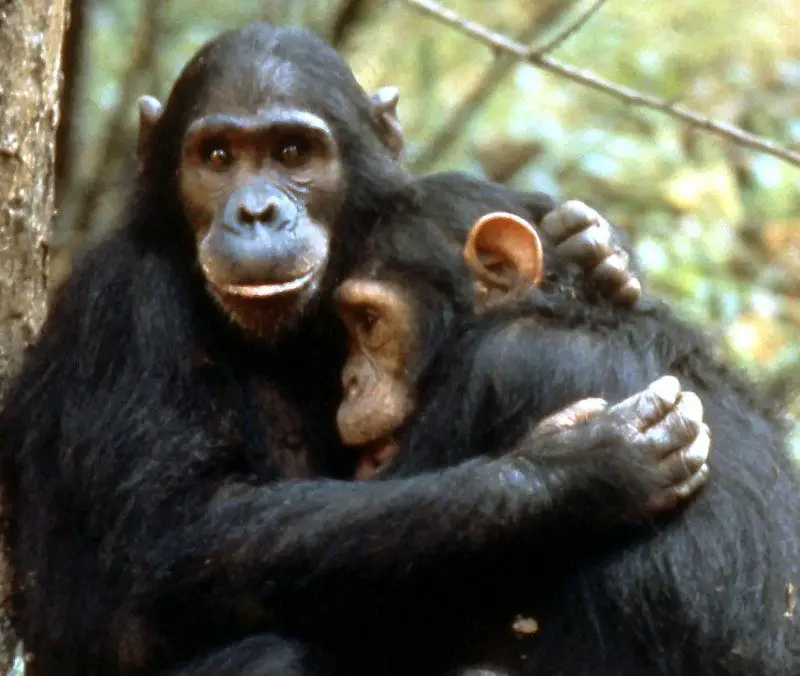Why are Chimpanzees Endangered | Endangered Apes