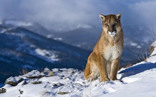 Are Mountain Lions Endangered | Mountain Lions Threats