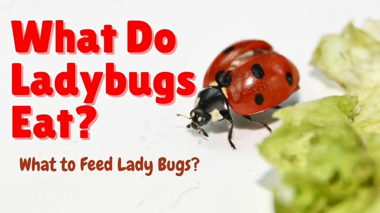 what-do-ladybirds-eat-ladybugs-feeding-behavior-and-diet