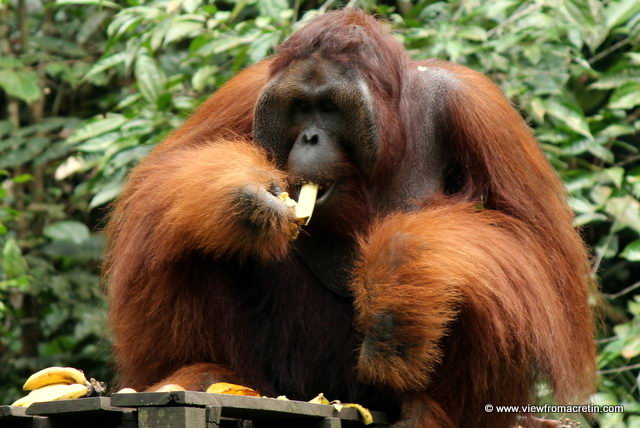 What Do Orangutans Eat in the Wild | Orangutans Feeding & Diet