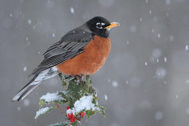 Robin Bird Facts | American Robin Diet, Behavior, Habitat