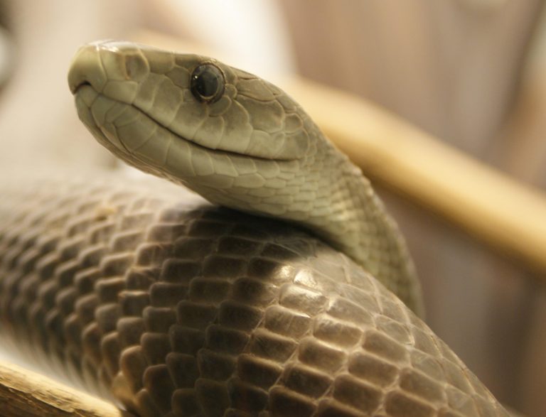 Black Mamba Snake Facts | Mamba Diet, Habitat, Behavior