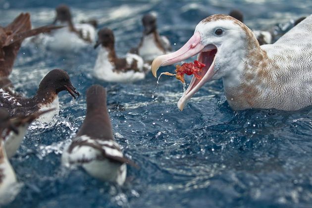 Wandering Albatross Facts | Bird with the Largest Wingspan