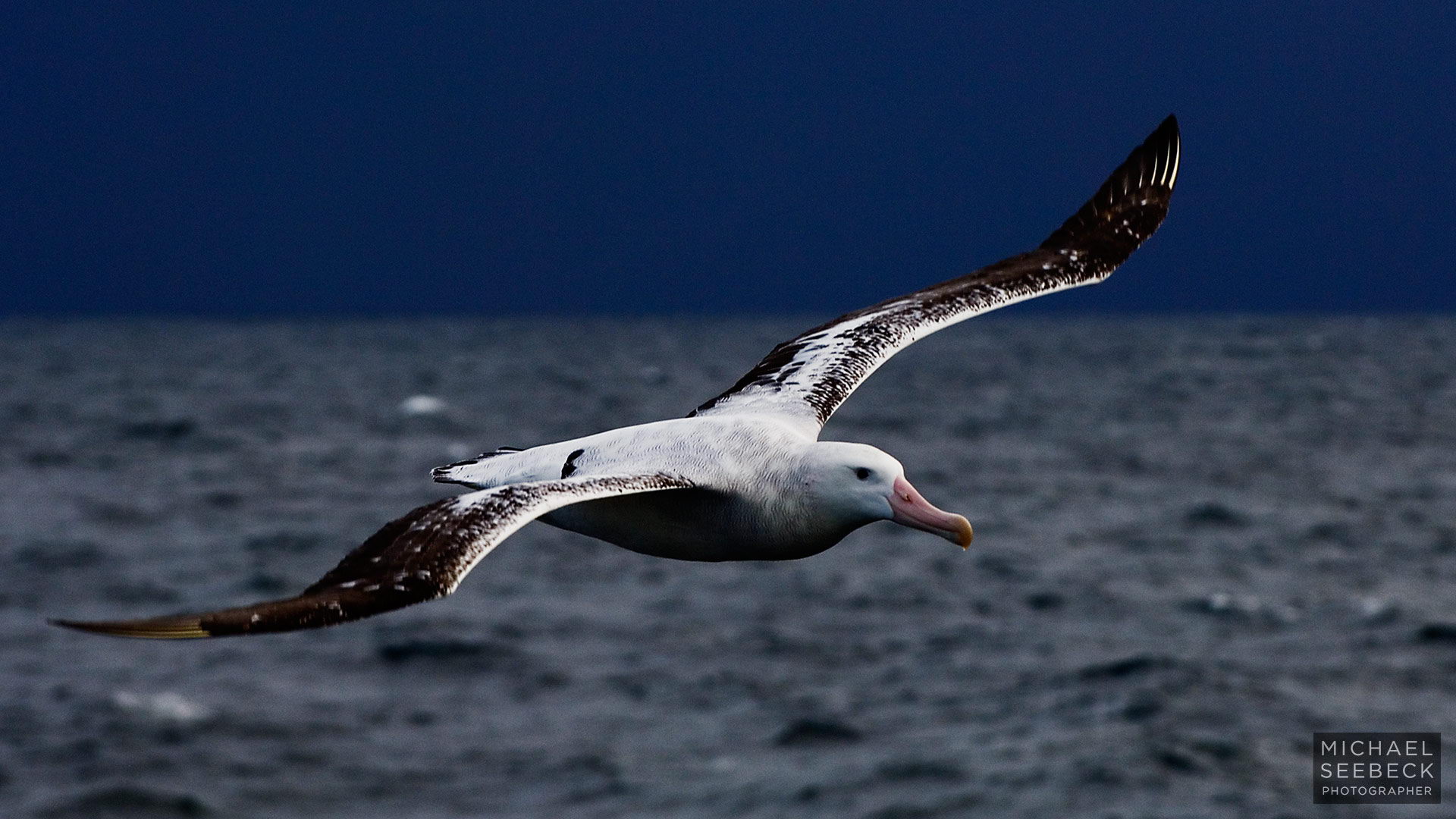 wandering albatross largest wingspan