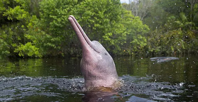 Amazon River Dolphin Facts | Pink River Dolphin | Boto