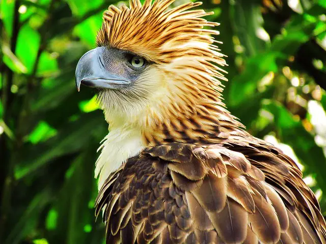 Philippine Eagle Facts | Philippine Eagle Diet, Habitat, Reproduction