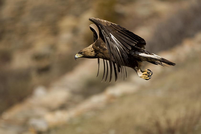 Golden Eagle Facts For Kids | Golden Eagle Diet, Habitat, Behavior