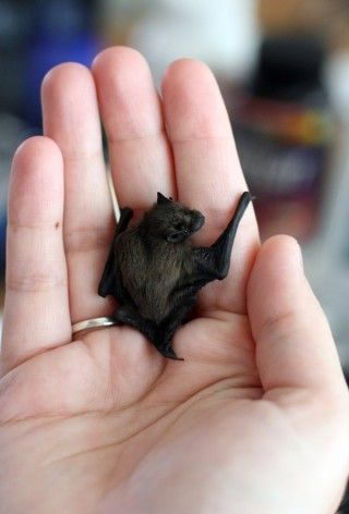 Bumblebee Bat Facts | Kitti’s hog-nosed Bats