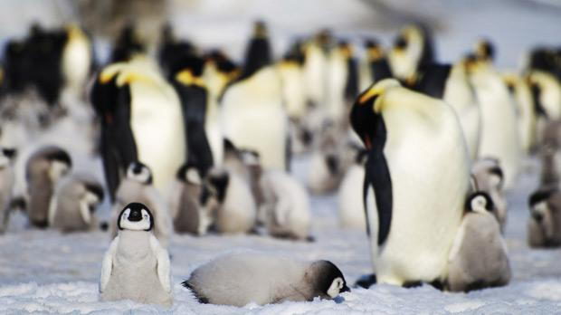 Do Penguins Mate for Life | Penguins Mating Behavior