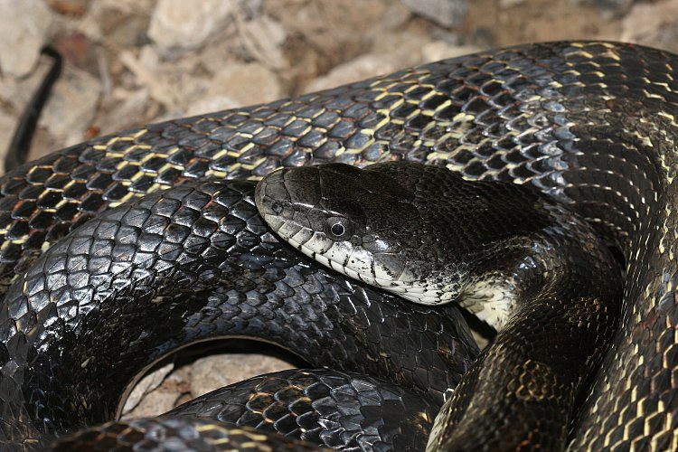 black rat snake facts - Animals Time