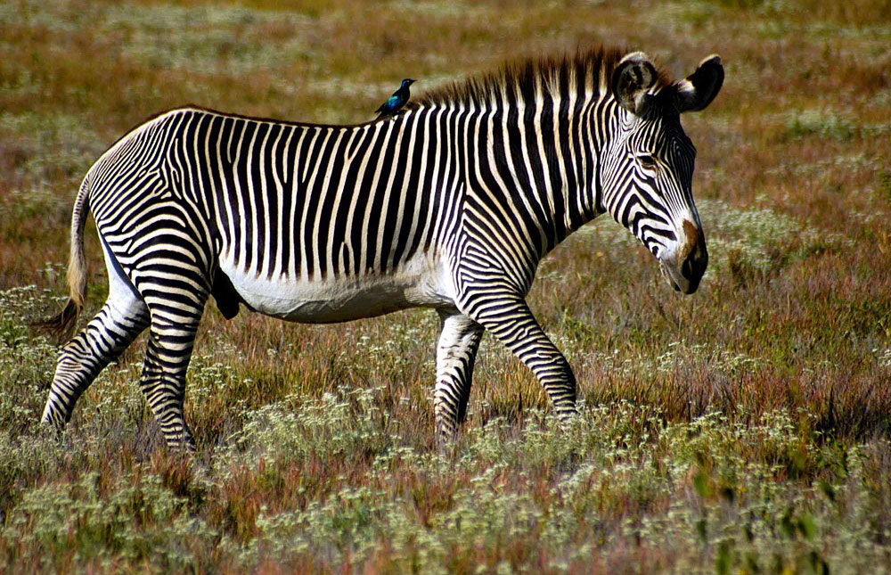 are zebras endangered