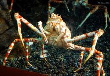 Japanese Spider Crab Archives Animals Time