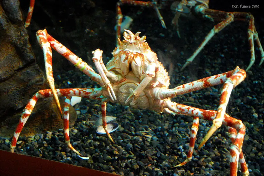 Japanese Spider Crab Facts Anatomy Diet Behavior Habitat