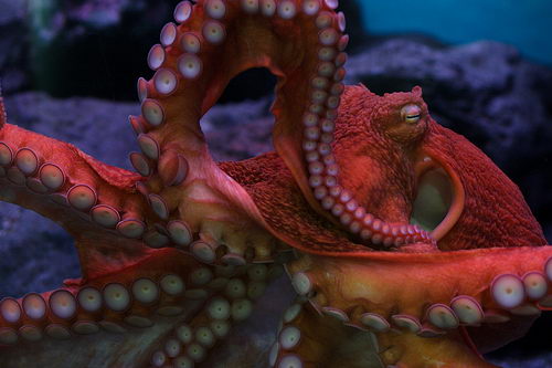Giant Octopus Facts | Anatomy, Diet, Habitat, Behavior