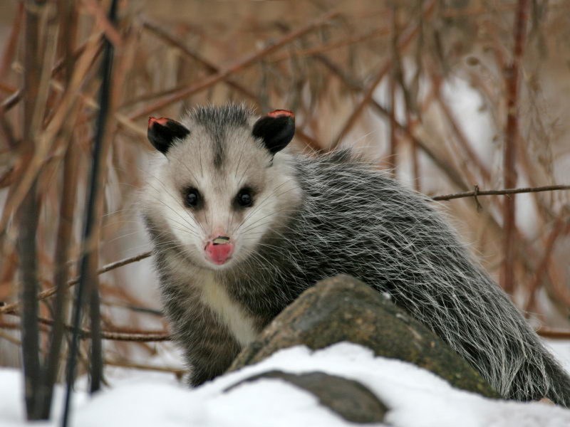 opossum facts for kids