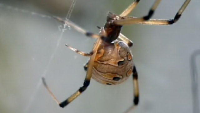 Brown Widow Spider Facts | Anatomy, Diet, Habitat, Behavior