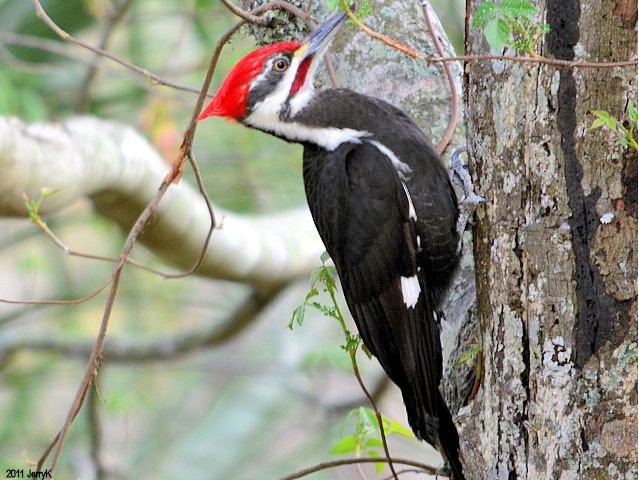 Pileated Woodpecker Facts | Largest Woodpecker in the United States