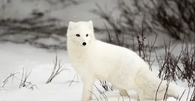 Arctic Fox facts for kids