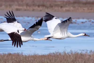 Whooping Crane facts