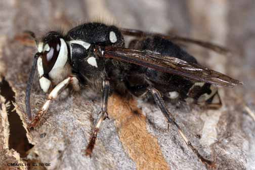 Bald Faced Hornet Facts | Anatomy, Diet, Habitat, Behavior