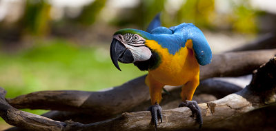 Blue and Yellow Macaw Facts | Anatomy, Diet, Habitat, Behavior