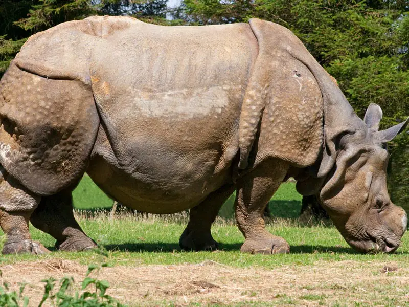 Indian Rhinoceros Facts | Anatomy, Diet, Habitat, Behavior - Animals Time