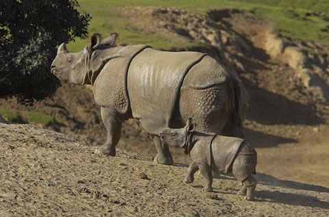 Javan Rhino Facts | Anatomy, Diet, Habitat, Behavior - Animals Time