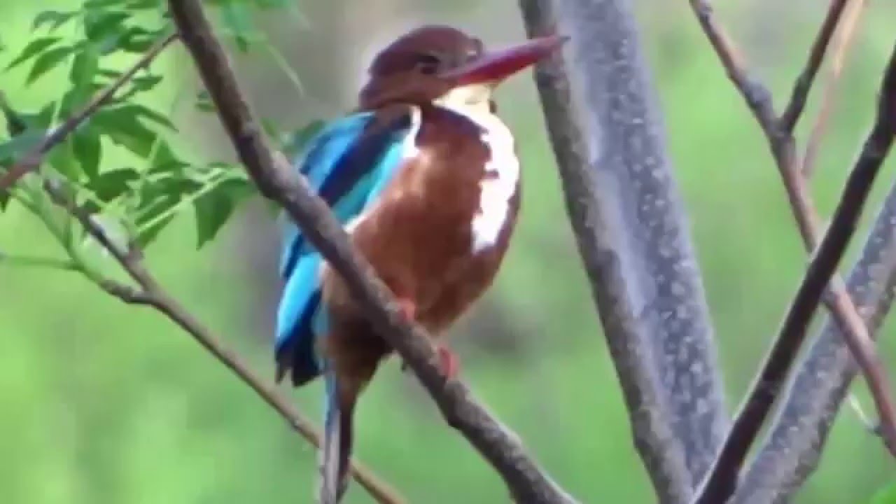 Kingfisher Bird Facts | Anatomy, Diet, Habitat, Behavior