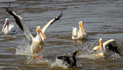 What Do Pelicans Eat | Pelicans Diet & Feeding Behavior