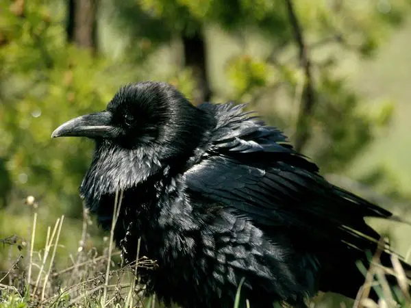 Raven Bird Facts | Anatomy, Diet, Habitat, Behavior