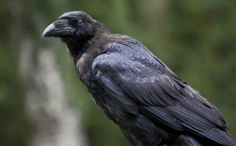 What Do Ravens Eat in the Wild | Ravens Feeding Behavior & Diet