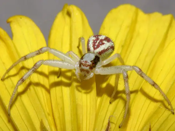 Crab Spider Facts | Anatomy, Diet, Habitat, Distribution