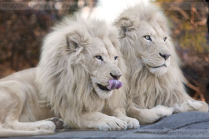 White Lion Facts | White Lion is not a Lion Species