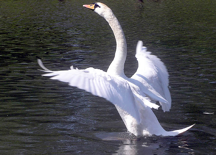 Mute Swan Facts | Anatomy, Diet, Habitat, Behavior