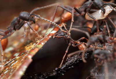 Army Ants Facts | Anatomy, Diet, Habitat, Behavior