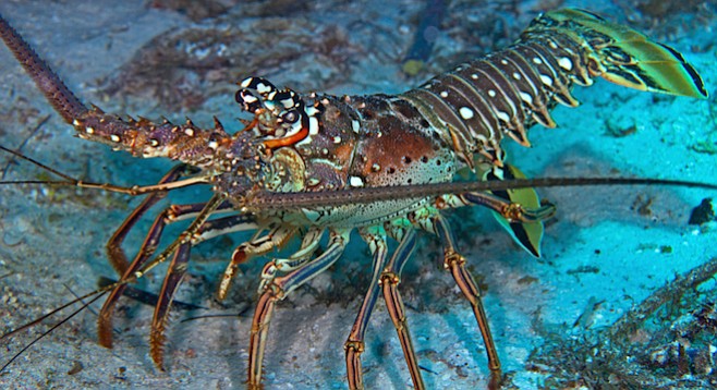 Spiny Lobster Facts | Anatomy, Diet, Habitat