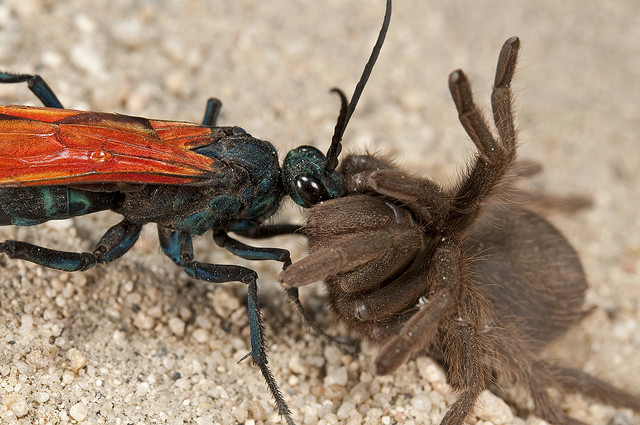 Tarantula Hawk Facts | Anatomy, Diet, Habitat, Behavior - Animals Time